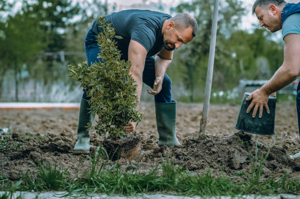 Best Tree Removal  in USA