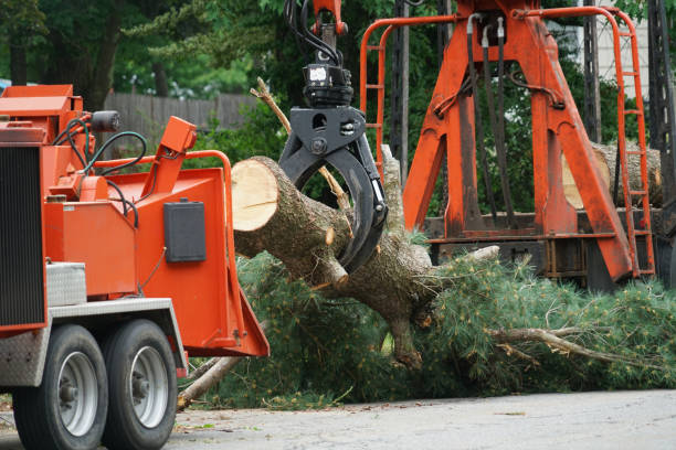 Best Seasonal Cleanup (Spring/Fall)  in USA